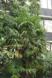 Trachycarpus fortunei RCP11-2015 (24).JPG